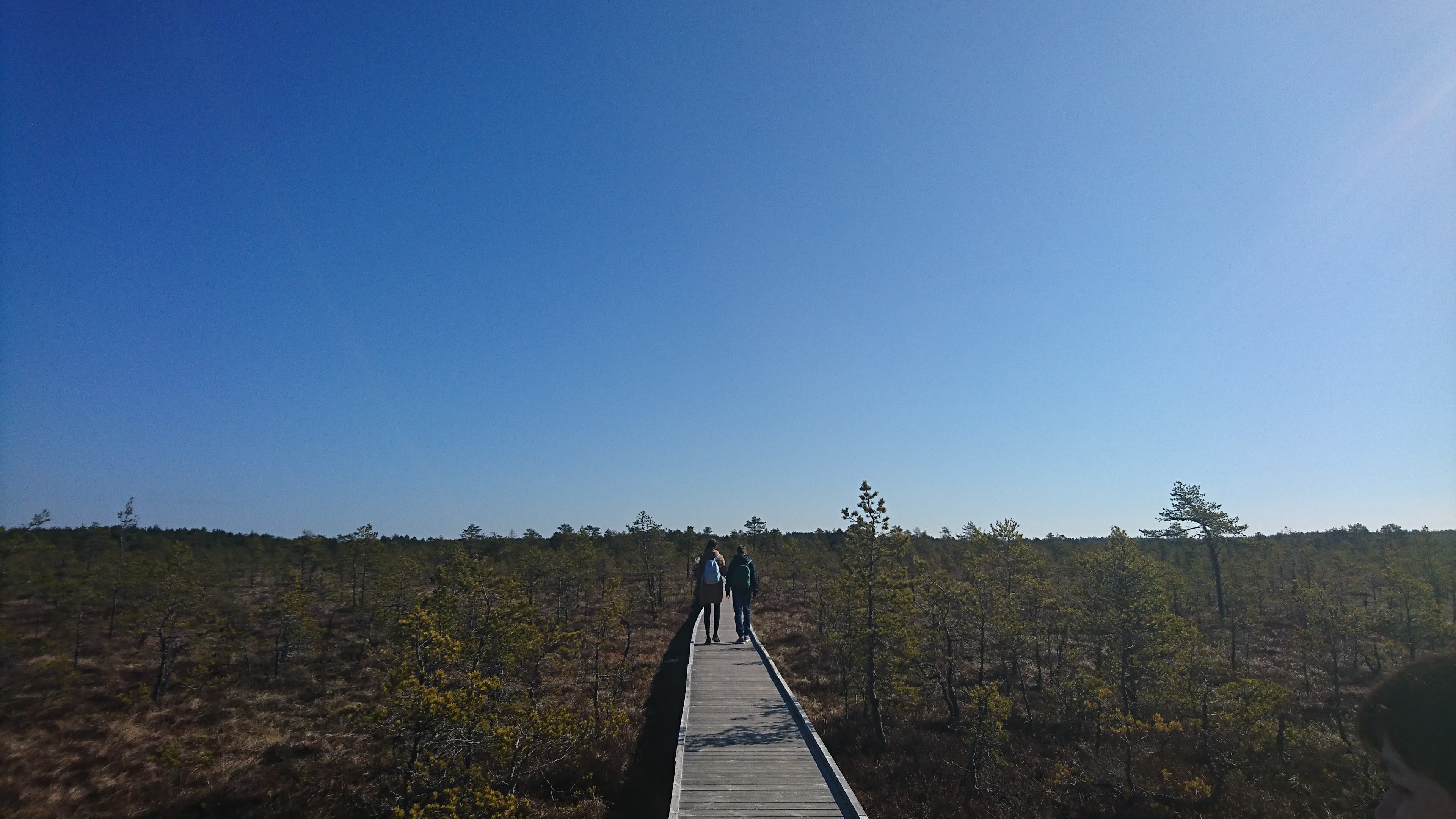 Viru Bogwalk in Lahemaa National Park